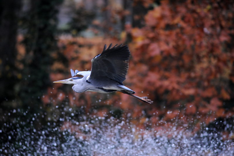 Avifauna humor