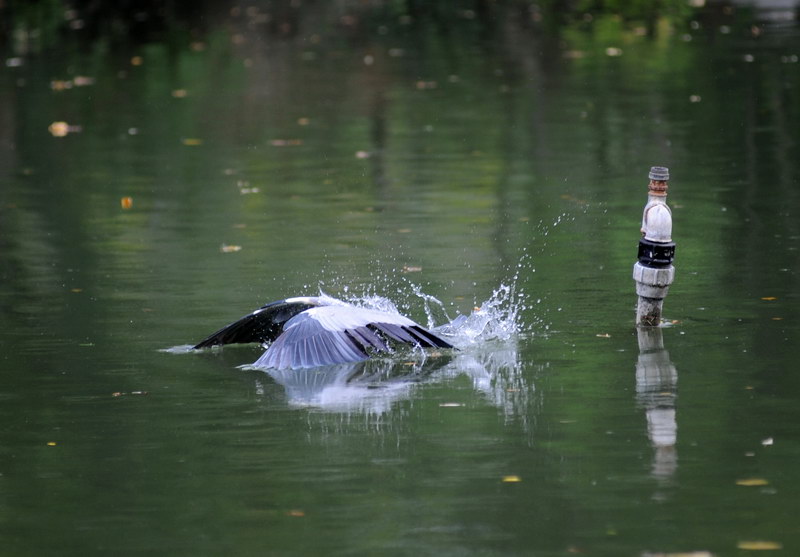 Airone cenerino e...le pive nel sacco