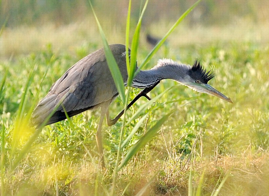 Uccelli arruffati