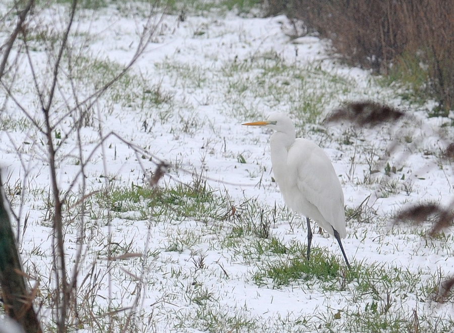 Guardabuoi, bianco su bianco