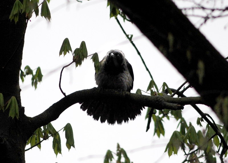 Avifauna humor