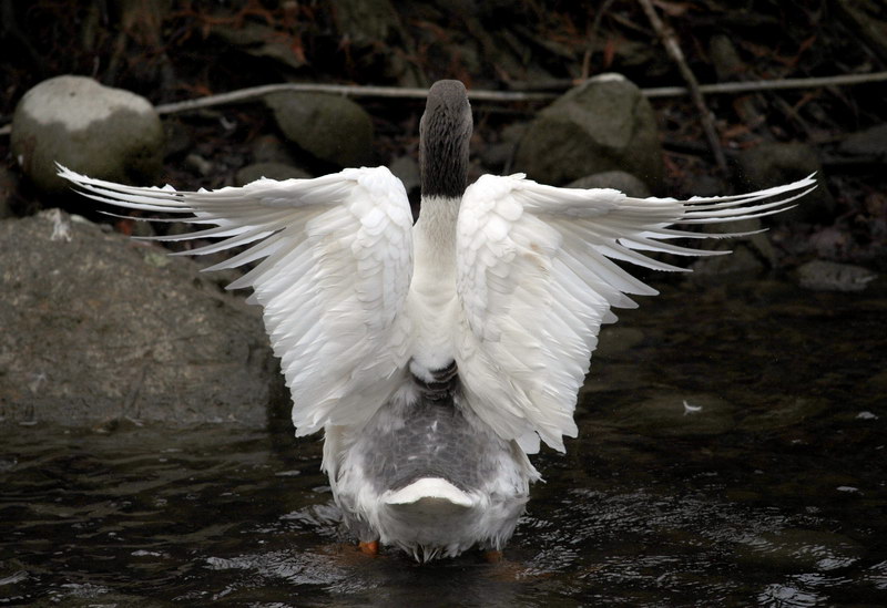 Avifauna humor