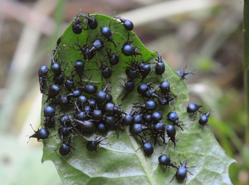 Assemblea di nasoni Holotrichapion pisi