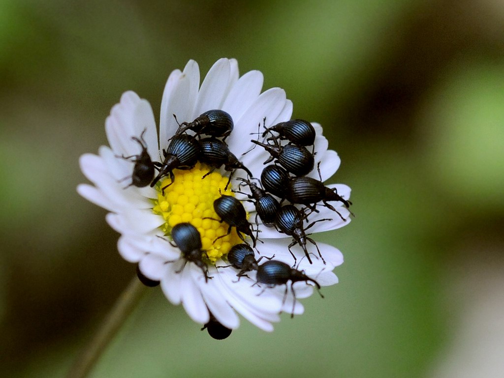 Assemblea di nasoni Holotrichapion pisi