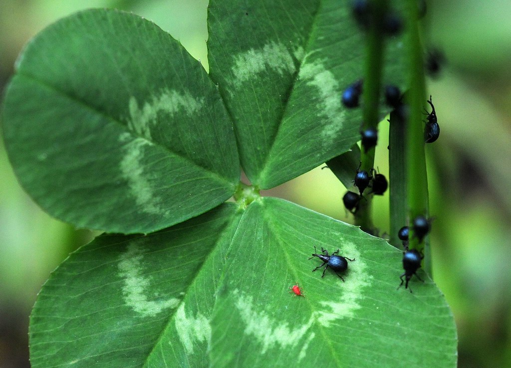 Assemblea di nasoni Holotrichapion pisi