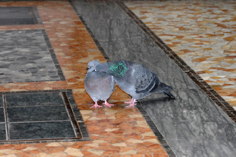 Avifauna humor