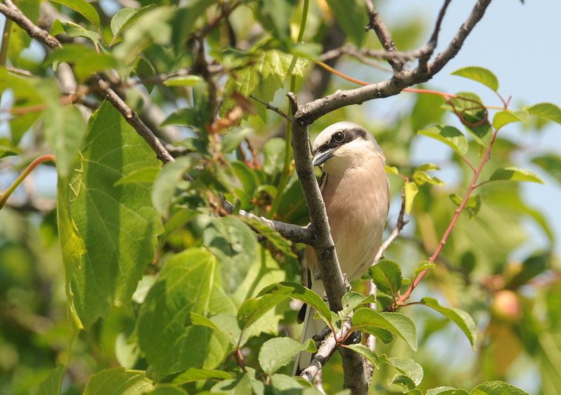 Averla piccola - Lanius collurio