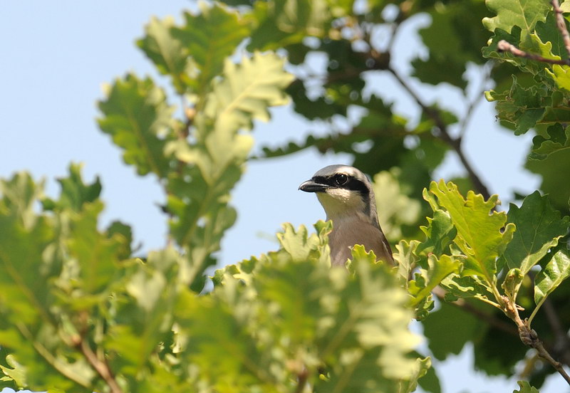 Averla piccola - Lanius collurio