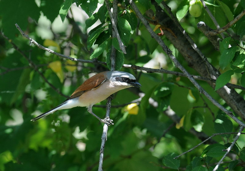 Averla piccola - Lanius collurio