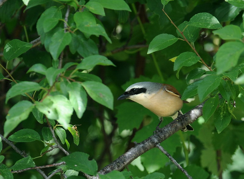 Averla piccola - Lanius collurio