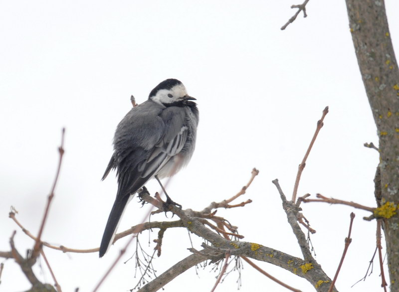 Uccelli arruffati