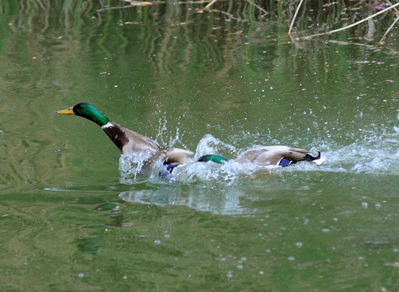 Avifauna humor