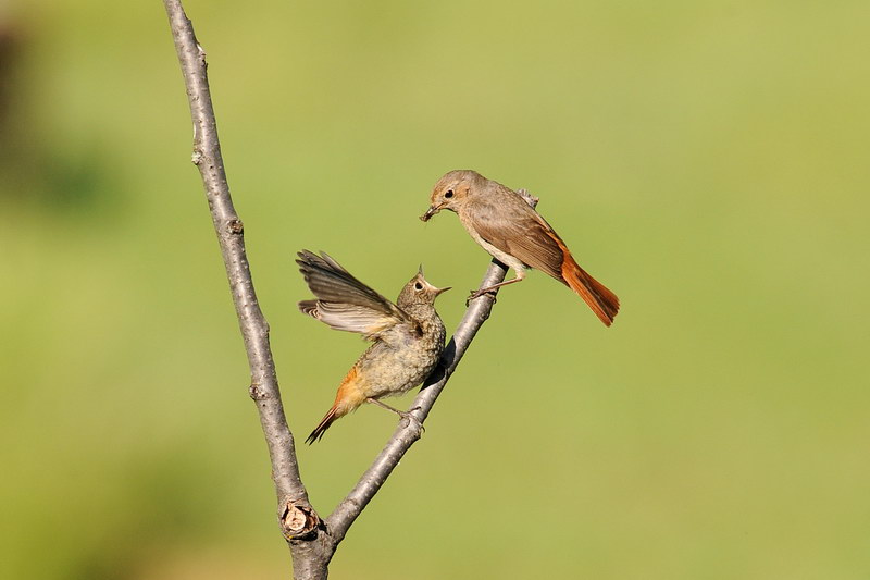 Avifauna humor