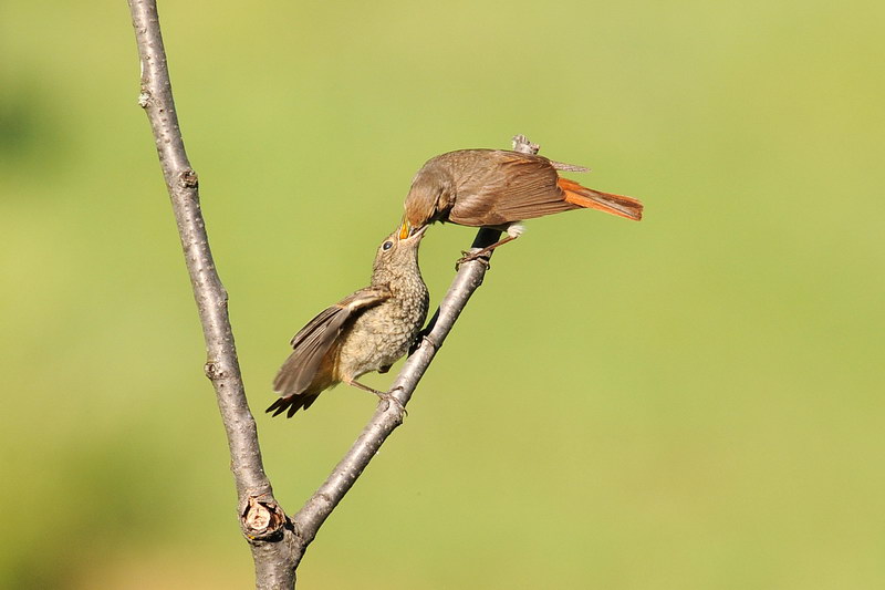 Avifauna humor