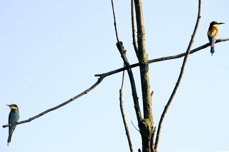 Avifauna humor