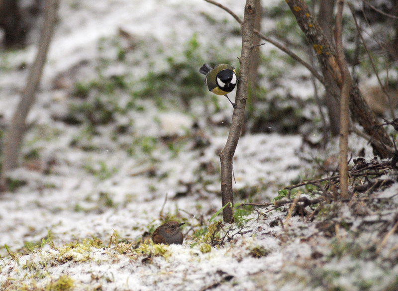 Avifauna humor
