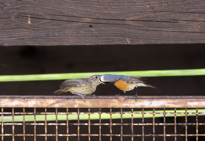 Avifauna humor