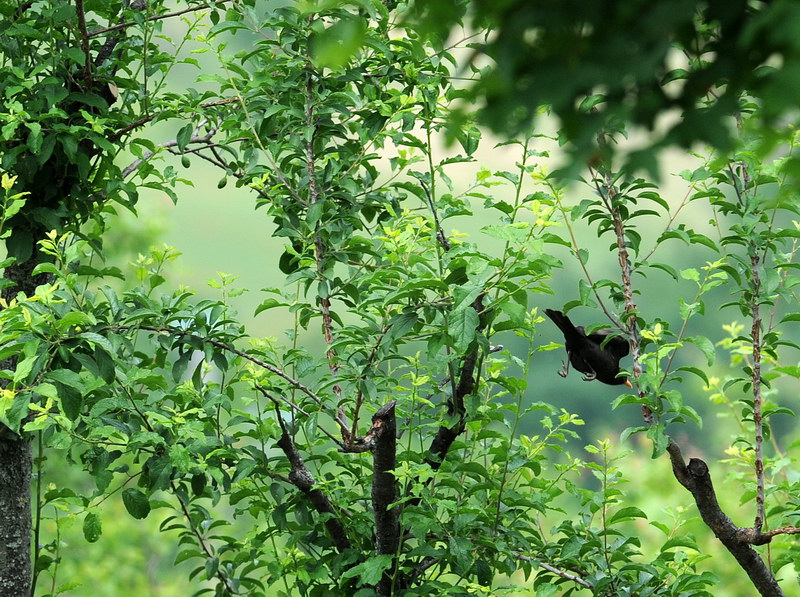 Avifauna humor