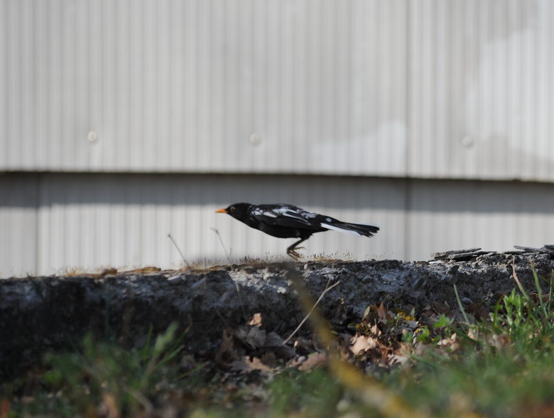 Avifauna humor