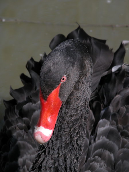 Avifauna humor