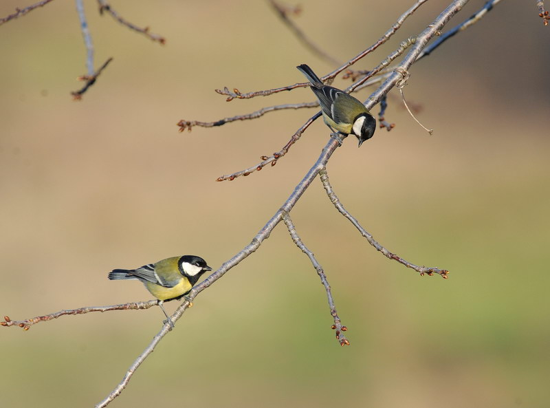 Cinciallegra e cinciarella