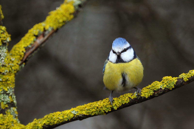 Avifauna humor