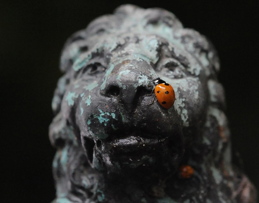 Coccinelle varie in vari stadi e non so quanto punctate