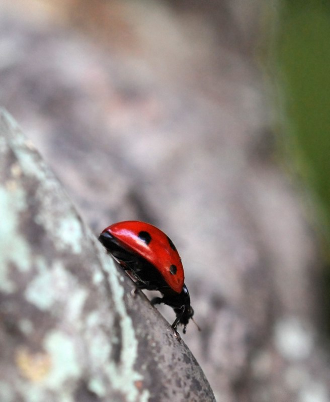 Coccinelle varie in vari stadi e non so quanto punctate
