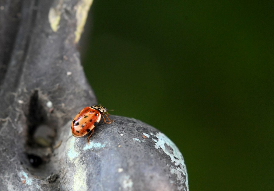 Coccinelle varie in vari stadi e non so quanto punctate