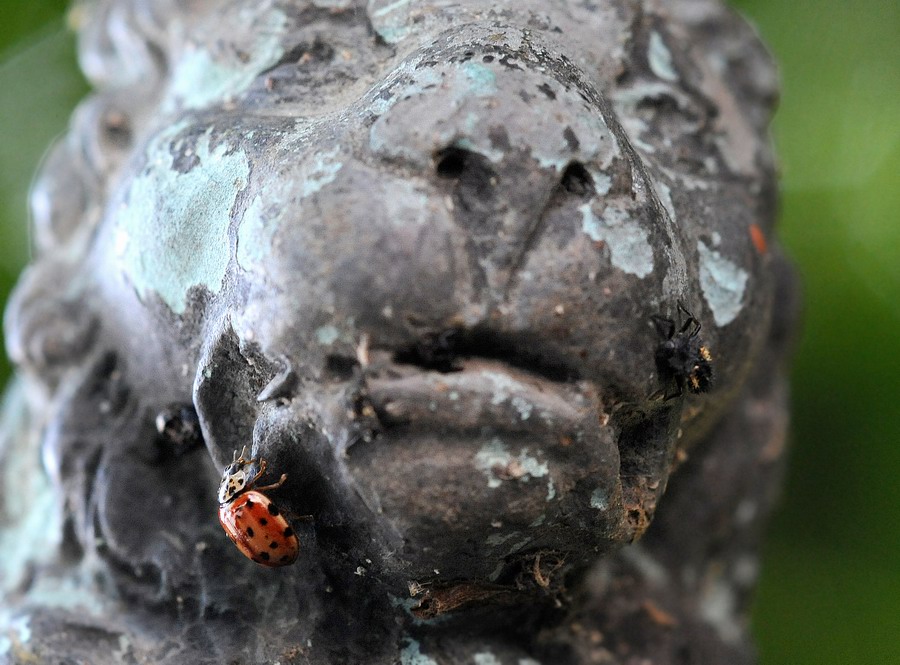 Coccinelle varie in vari stadi e non so quanto punctate