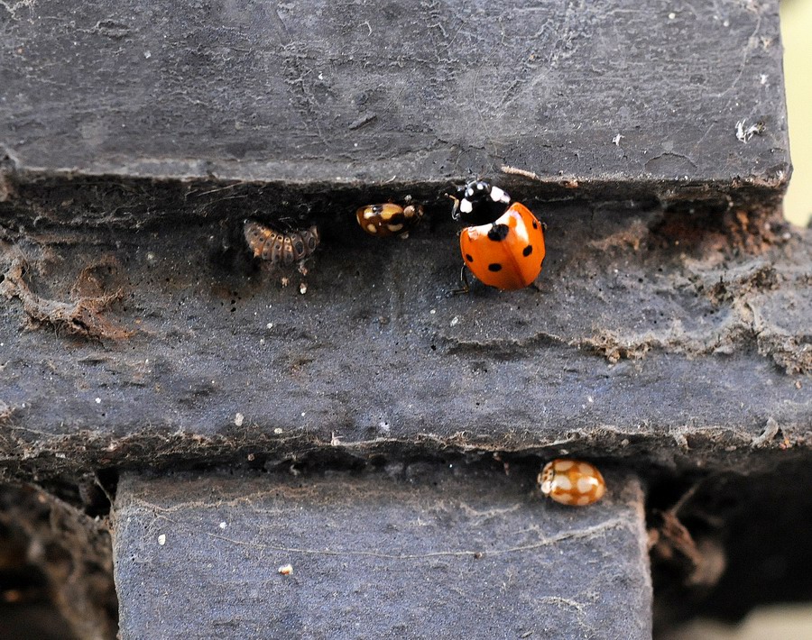 Coccinelle varie in vari stadi e non so quanto punctate