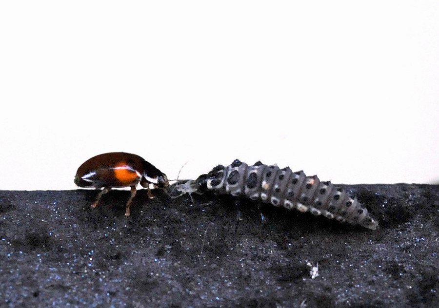 Coccinelle varie in vari stadi e non so quanto punctate