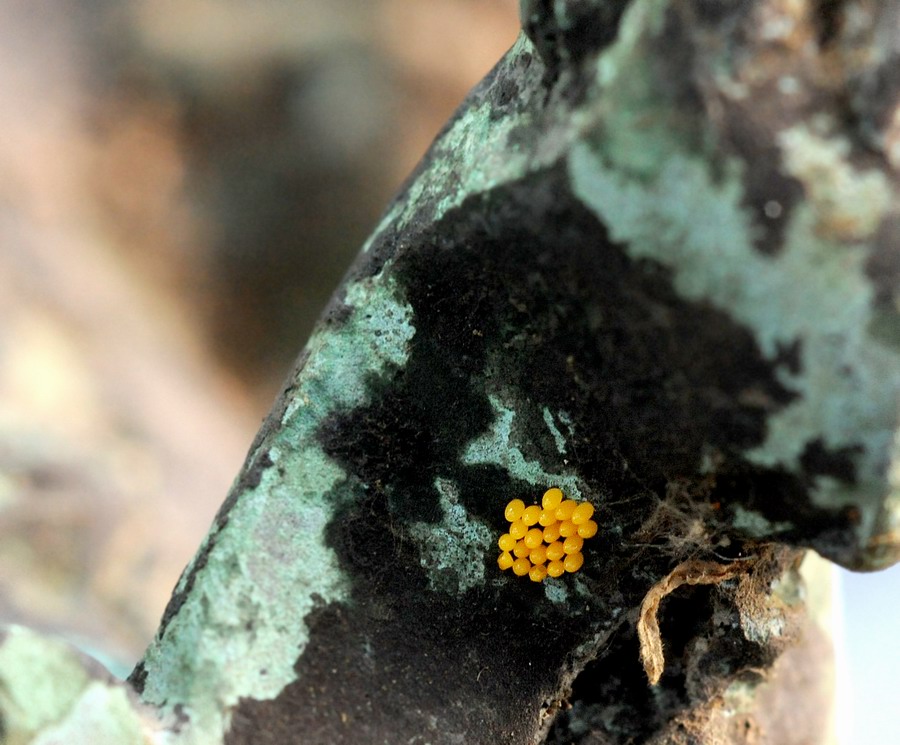 Coccinelle varie in vari stadi e non so quanto punctate