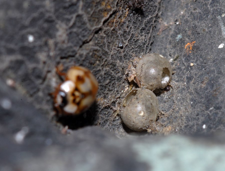 Coccinelle varie in vari stadi e non so quanto punctate