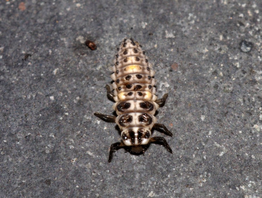 Coccinelle varie in vari stadi e non so quanto punctate