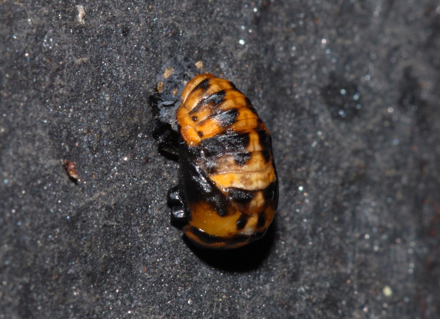 Coccinelle varie in vari stadi e non so quanto punctate