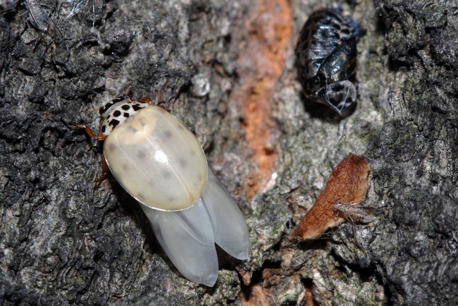 Coccinelle varie in vari stadi e non so quanto punctate