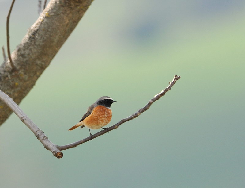 Codirosso - Phoenicurus phoenicurus