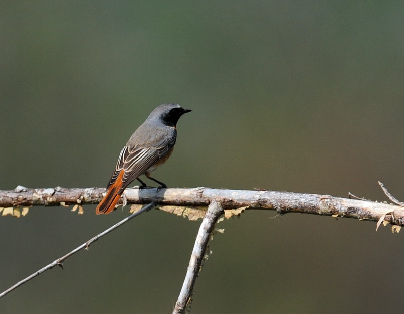Codirosso - Phoenicurus phoenicurus