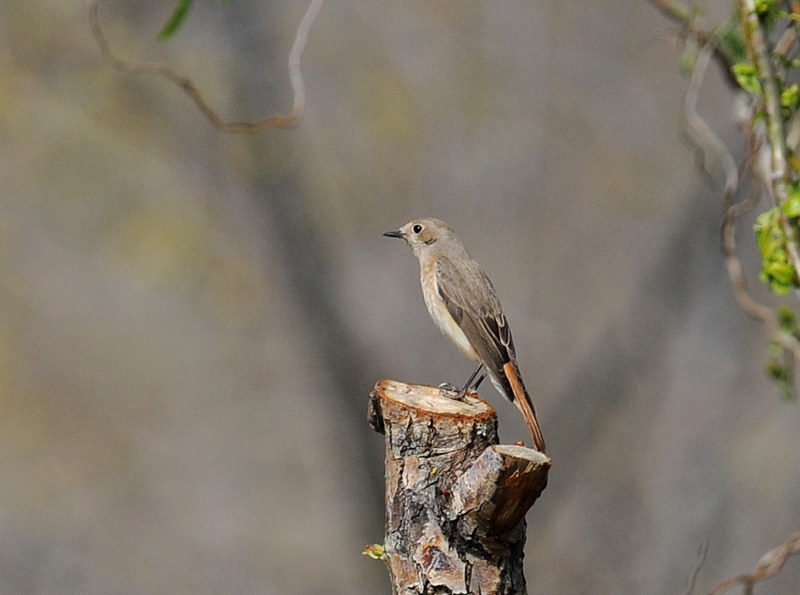 Codirosso - Phoenicurus phoenicurus