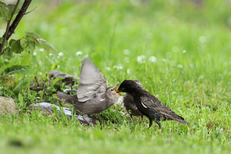 Avifauna humor