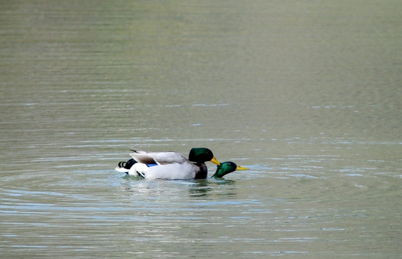 Avifauna humor
