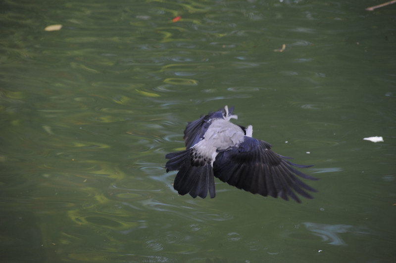 Cornacchia grigia, non pensavo...