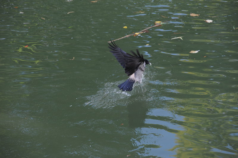 Cornacchia grigia, non pensavo...