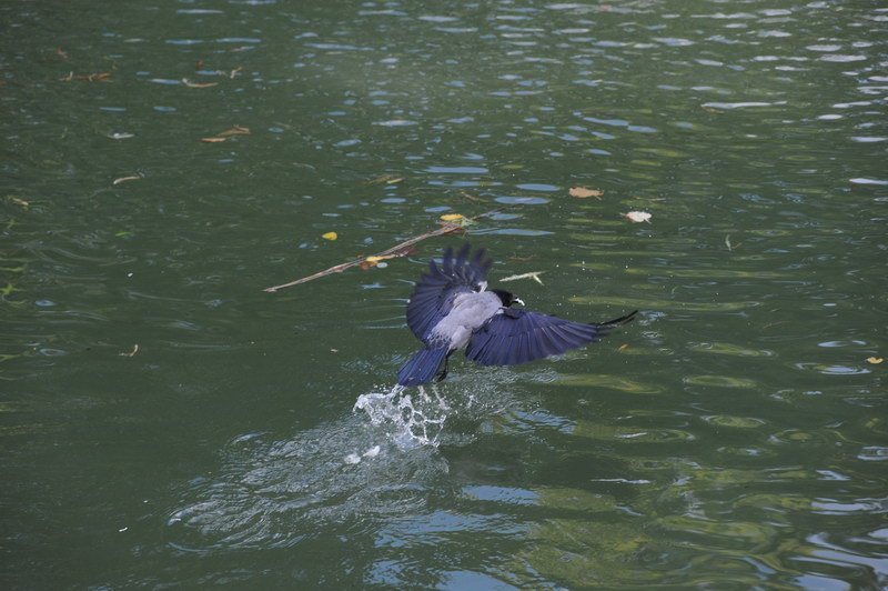 Cornacchia grigia, non pensavo...