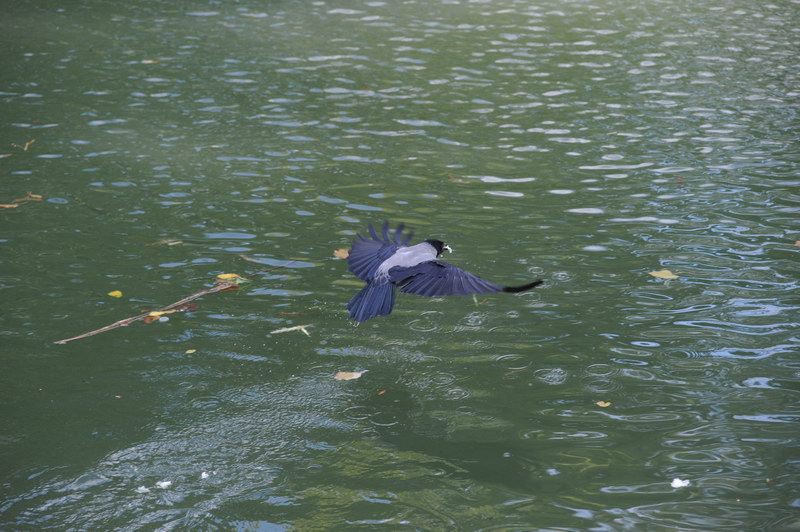 Cornacchia grigia, non pensavo...