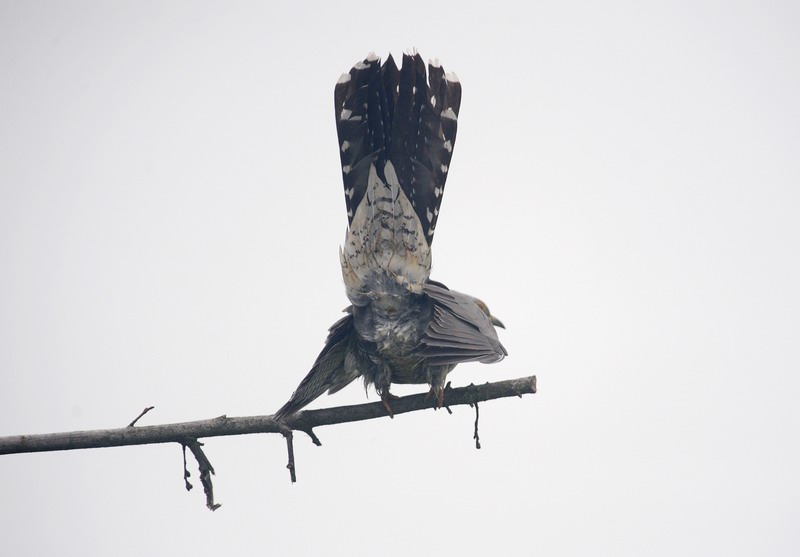 Avifauna humor