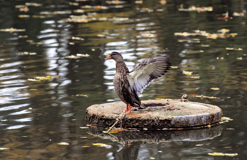 Avifauna humor