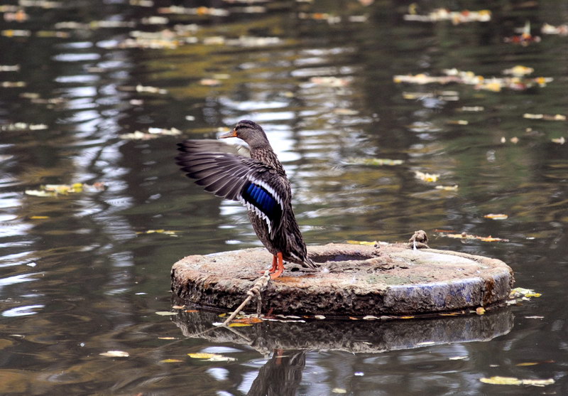 Avifauna humor