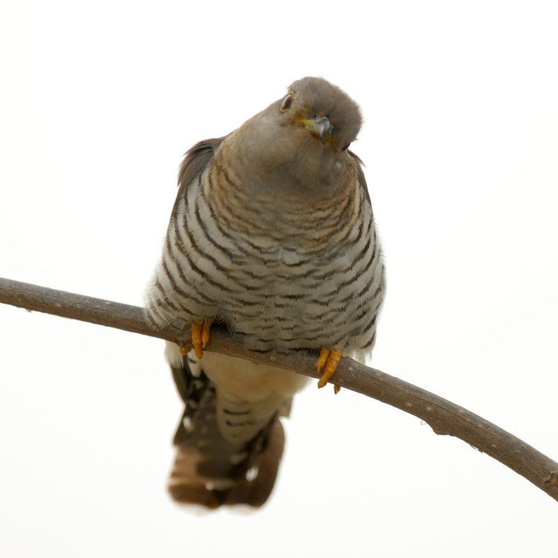 Gli uccelli guardano...